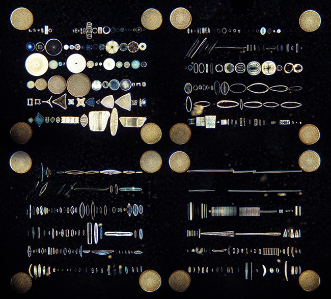 Moller microscope diatom slide