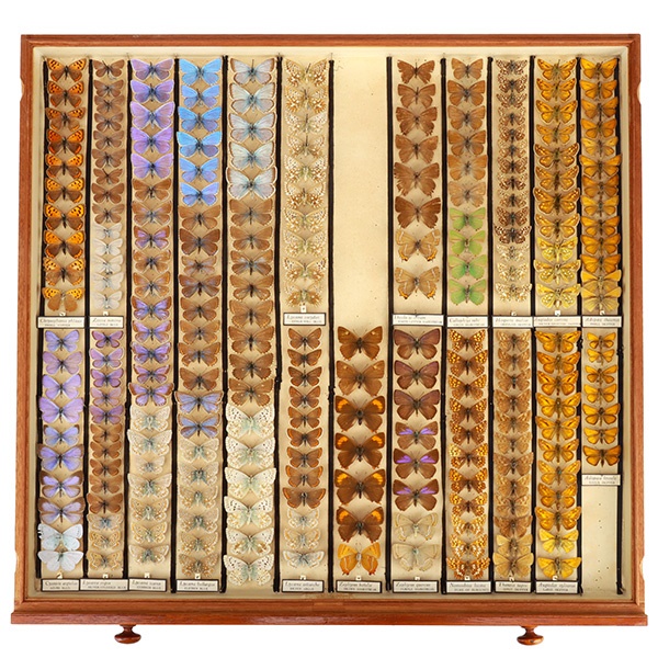Victorian Butterfly & Moth Collection Value