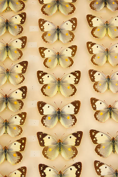 Drawer from the butterfly collection