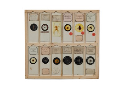 Lot 429 - A Good Collection of Insect Microscope Slides