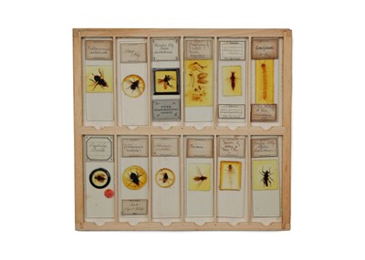 Lot 429 - A Good Collection of Insect Microscope Slides