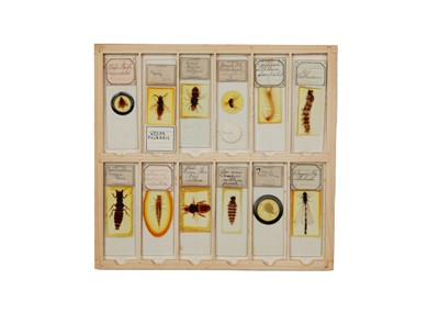 Lot 429 - A Good Collection of Insect Microscope Slides