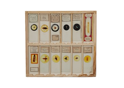 Lot 429 - A Good Collection of Insect Microscope Slides