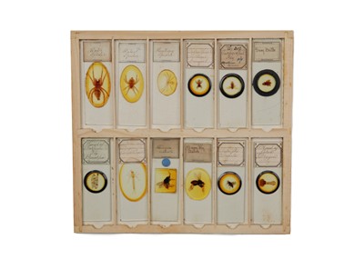 Lot 429 - A Good Collection of Insect Microscope Slides