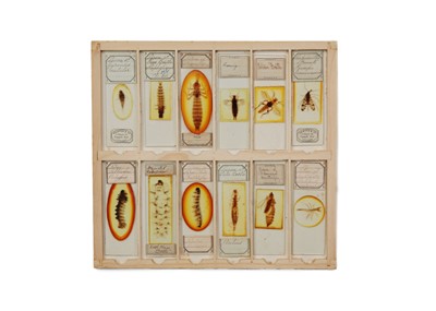 Lot 429 - A Good Collection of Insect Microscope Slides