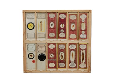 Lot 429 - A Good Collection of Insect Microscope Slides