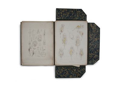 Lot 448 - Hudson & Gosse, Folio Folder of Rotifera, 1886