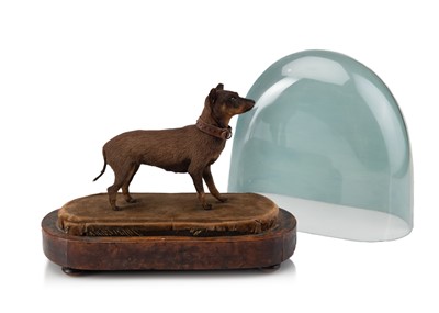 Lot 478 - Taxidermy - A Victorian 'Chinese Muff Dog'