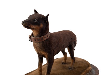 Lot 478 - Taxidermy - A Victorian 'Chinese Muff Dog'