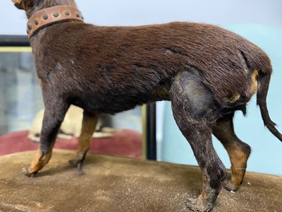 Lot 478 - Taxidermy - A Victorian 'Chinese Muff Dog'