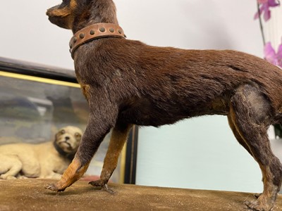 Lot 478 - Taxidermy - A Victorian 'Chinese Muff Dog'