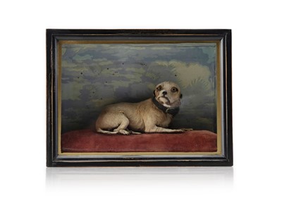 Lot 479 - Taxidermy - A 'Chinese Muff Dog'