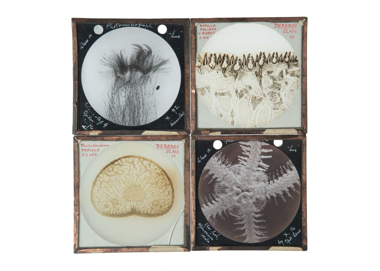 Lot 437 - Microscopy - Prize-winning Photomicrographs,