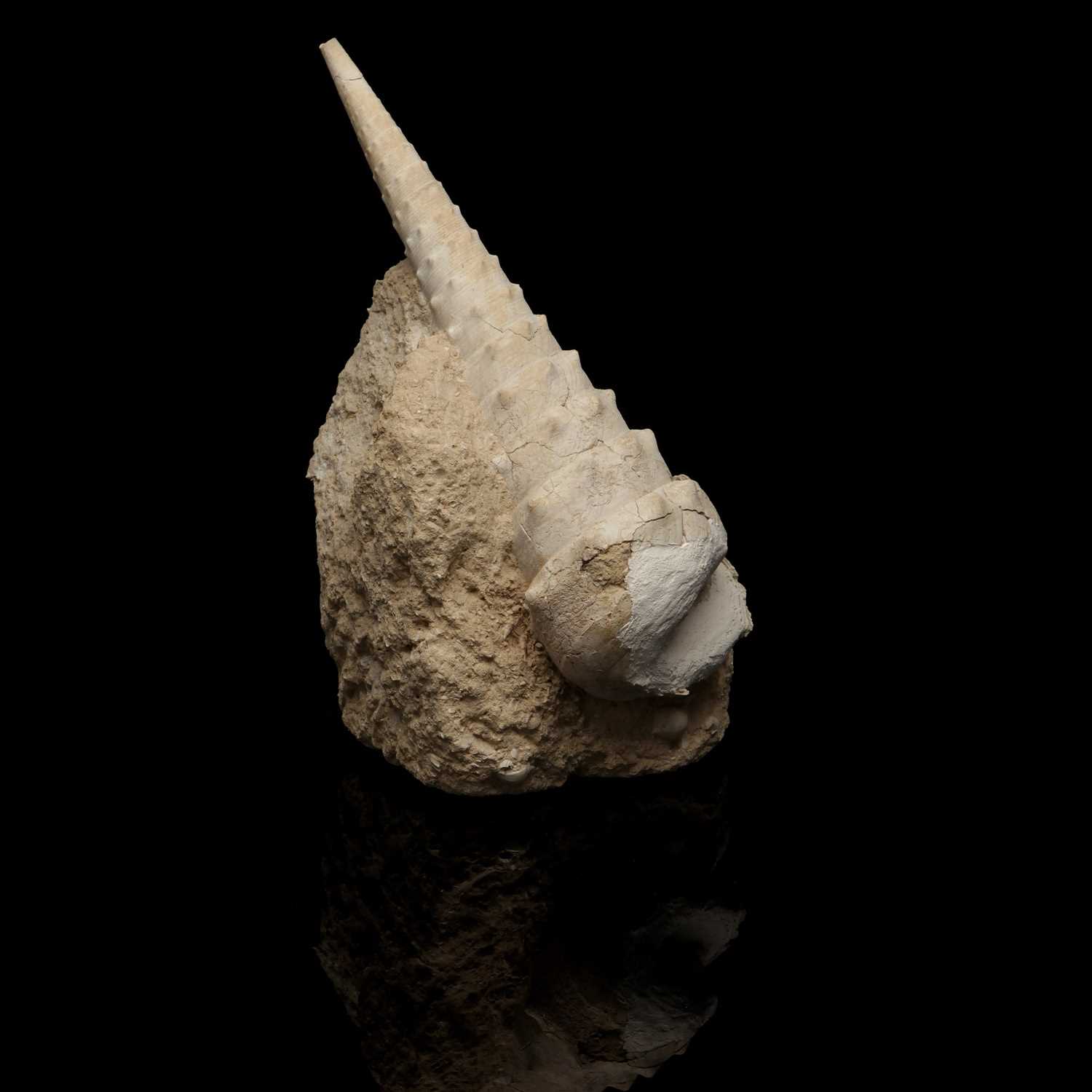 Lot 194 - A Cerithium Gigantium Fossil