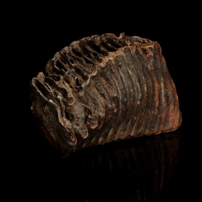 Lot 196 - A Mammoth Tooth