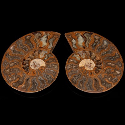 Lot 197 - A Sectioned Ammonite Fossil