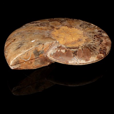 Lot 197 - A Sectioned Ammonite Fossil