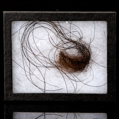 Lot 198 - Mammoth Hair