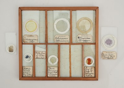 Lot 258 - A Macabre Collection of Victorian Pathology Microscope Slides