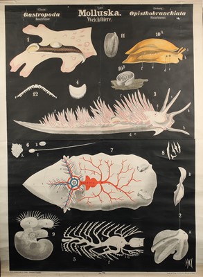 Lot 171 - Collection of Large German Didactic Scientific Posters