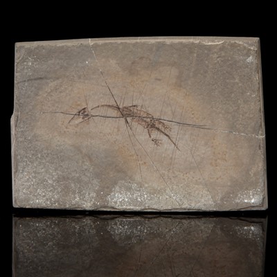 Lot 199 - A Keichousaurus Hui Reptile Fossil
