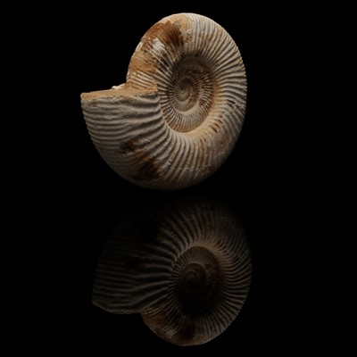 Lot 200 - An Ammonite, Perisphinctes sp. Fossil