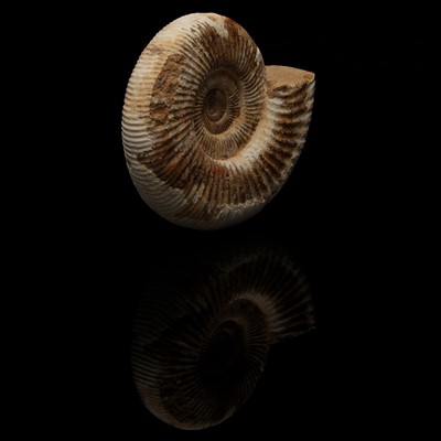 Lot 200 - An Ammonite, Perisphinctes sp. Fossil