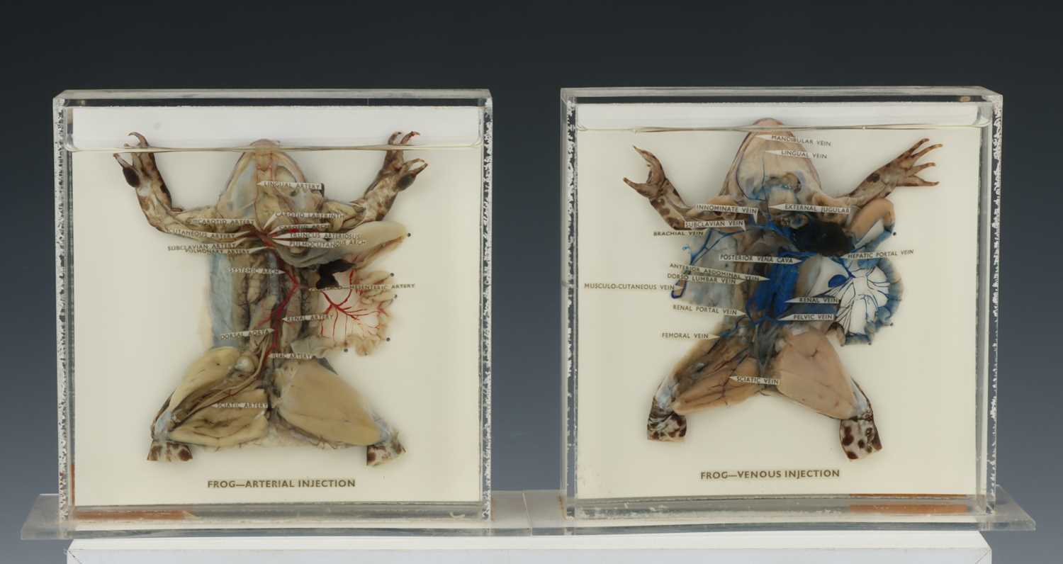 Frog Sample Lot 86 - A Pair of Educational Preserved Dissected
