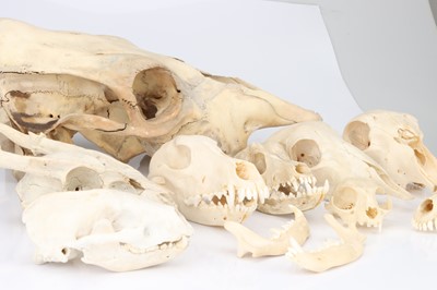 Lot 87 - Osteology, a Large Collection of Animal Skulls