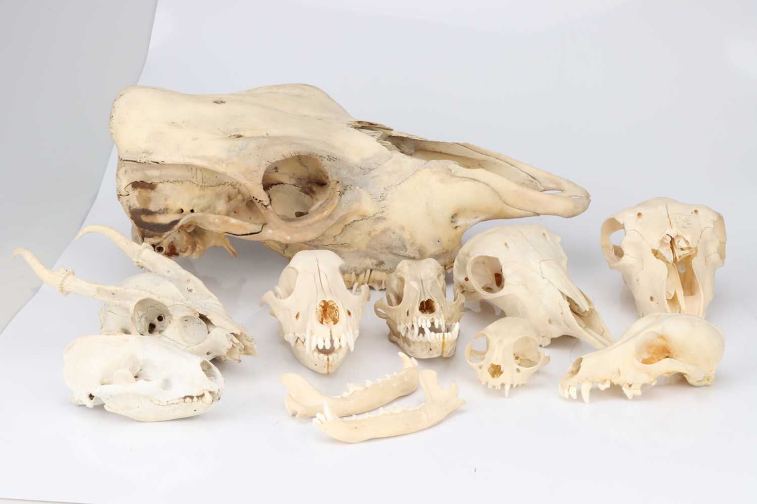 Lot 87 - Osteology, a Large Collection of Animal Skulls
