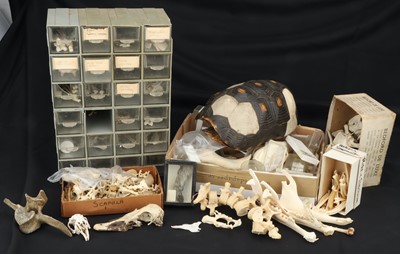 Lot 88 - Osteology, a Large Collection of Animal Skulls, Bones & Parts