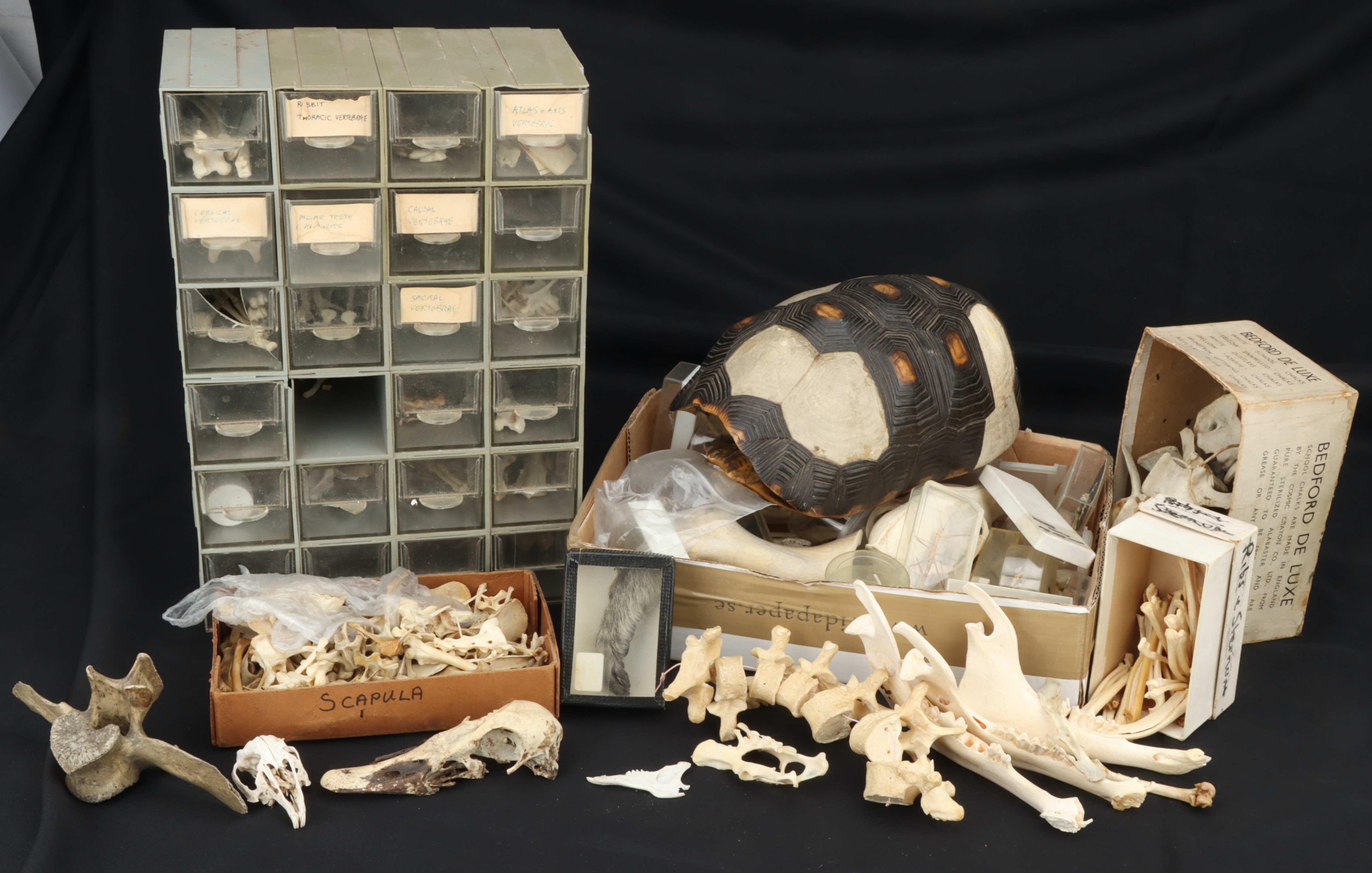 Skeleton And Shell Collection Lot 88 - Osteology, a Large Collection of Animal