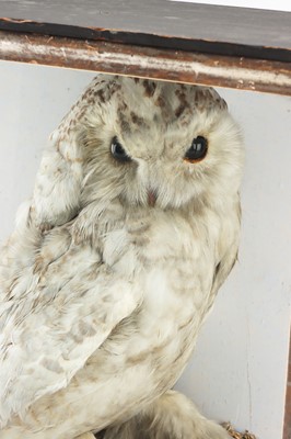 Lot 93 - Taxidermy - a Large Victorian Snowy Owl