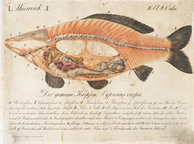 Lot 232 - A German Coloured Engraving of a Carp