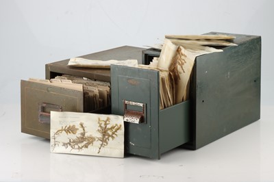 Lot 94 - Large Collection of Moss & Seaweed From a university Collection