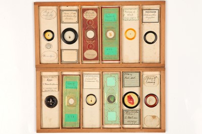 Lot 19 - A Collection of 36 Microscope Slides