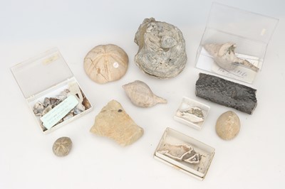 Lot 168 - Minerals, a Collection of Fossils