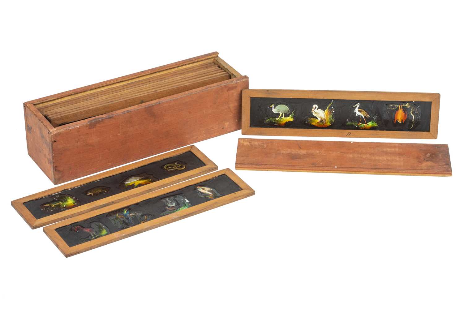 Lot 240 - A Set of 12 Hand Painted Natural History Magic Lantern Slides