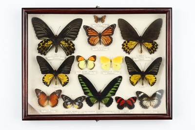 Lot 26 - Lepidoptera Interest