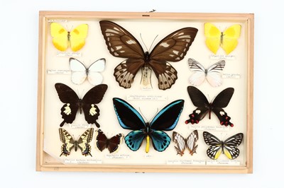 Lot 27 - Lepidoptera Interest