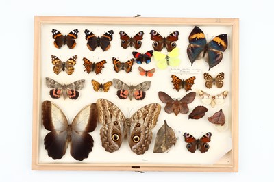 Lot 27 - Lepidoptera Interest