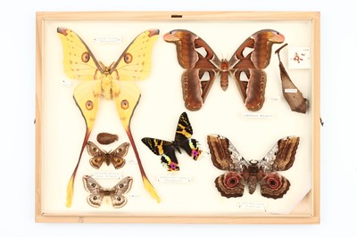 Lot 28 - Lepidoptera Interest