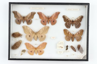 Lot 29 - Lepidoptera Interest