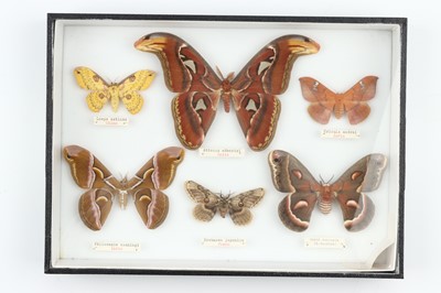 Lot 30 - Lepidoptera Interest