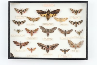 Lot 30 - Lepidoptera Interest