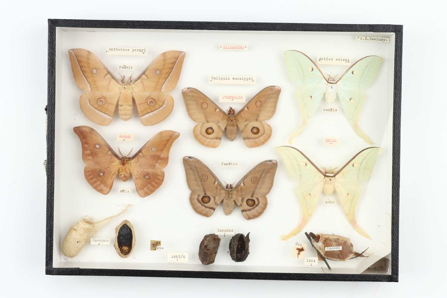 Lot 31 - Lepidoptera Interest