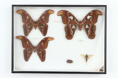 Lot 31 - Lepidoptera Interest