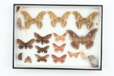Lot 32 - Lepidoptera Interest