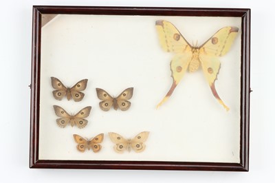 Lot 33 - Lepidoptera Interest