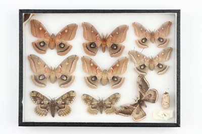 Lot 33 - Lepidoptera Interest